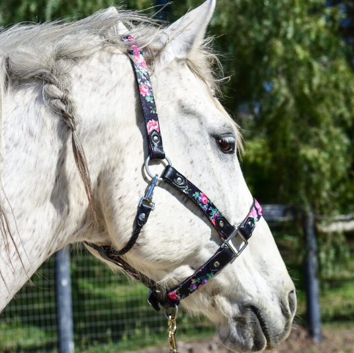 Leather Halter by TRVST Design