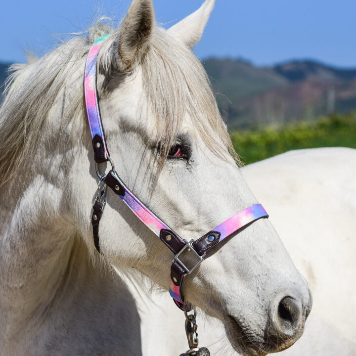 Leather Halter by TRVST Design